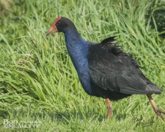 Pukeko Stepping Out