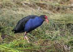 Pukeko Feeding Pukeko Feeding