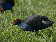 Pukeko Feeding