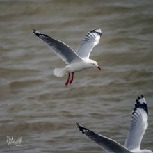 Red-Billed Gull Red-Billed Gull
