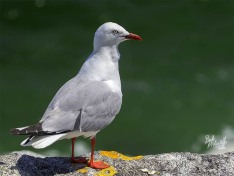 Red-Billed Gull Red-Billed Gull
