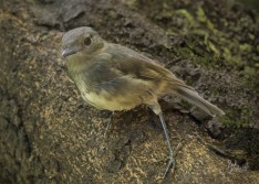 Juvenile South Island Robin.