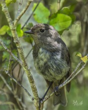 South Island Robin