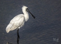 Royal Spoonbill Royal Spoonbill