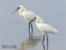 Royal Spoonbills