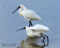 Royal Spoonbills