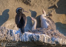 Spotted Shag Nest.