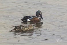 Australian Shoveler Australian Shoveler