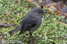 South Island Robin