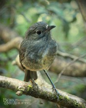 South Island Robin