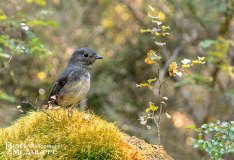 South Island Robin