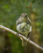 South Island Robin