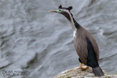 Spotted Shag