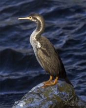 Spotted Shag Spotted Shag