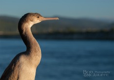 Spotted Shag