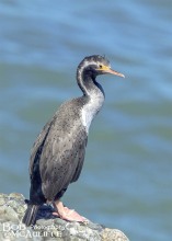 Spotted Shag