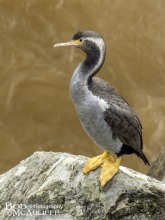 Spotted Shag