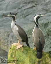 Spotted Shags