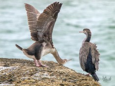 Spotted Shags
