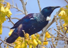 Tui in Kowhai