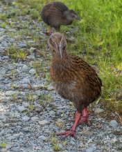 Weka