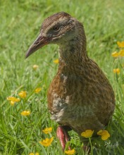 Weka