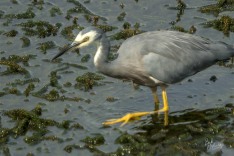 White-faced Heron White-faced Heron