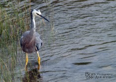 White-Faced Heron