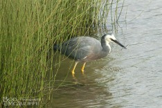 White-faced Heron With Fish