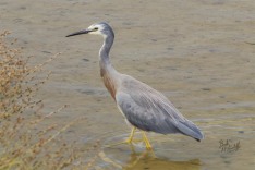 White-faced Heron