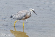 White-faced Heron