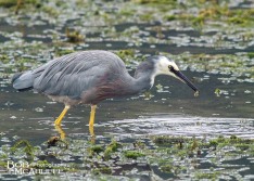 White-faced Heron With Fish