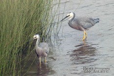 White-Faced Herons