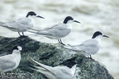 White-faced Terns