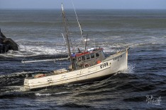 Harvester 6 February 2024