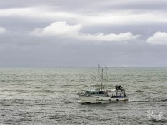Hinewai, 1 February 2024