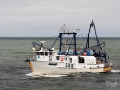Mako 8 February 2024