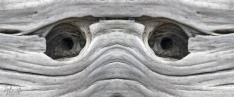 Driftwood Eyes
