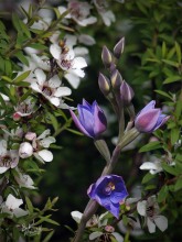 Native flora
