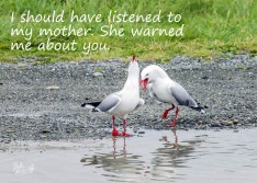 Gull Poster