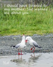 Gull Poster