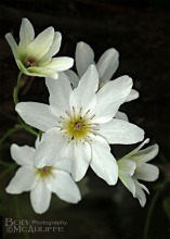 Puawananga