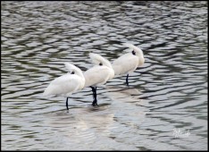 Royal Spoonbills Pattern