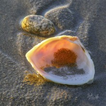 Seashell in Sun