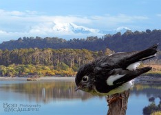 Tomtit at Poerua River