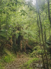 Forest Track near Greymouth