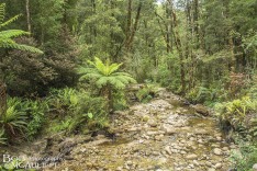 Forest Stream