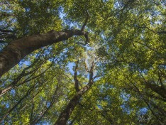Forest Canopy