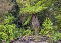 Forest Edge at Moana