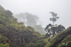 Forest in the Fog